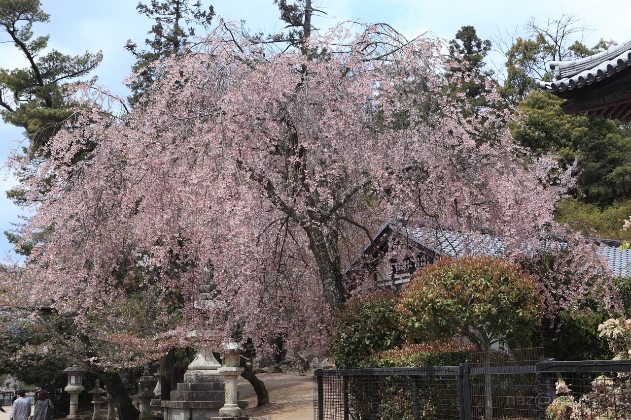 EOS 5D Mark II10_04_20134344.JPG